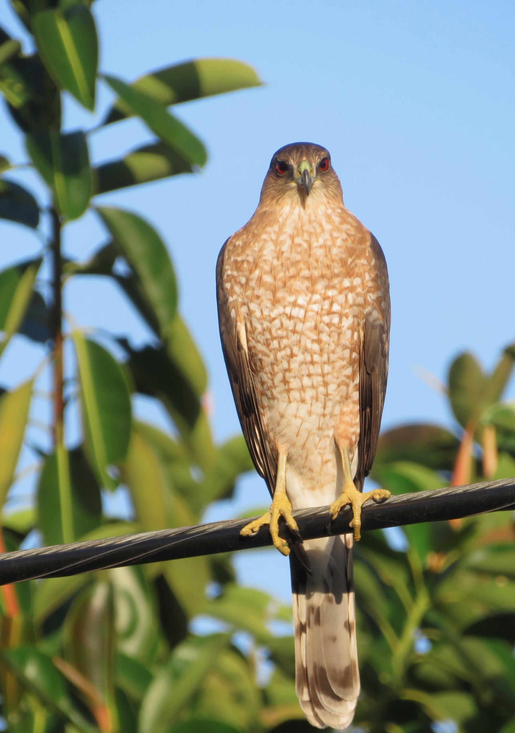 WILDLIFE AT OUR HOME IN ST PETERSBURG, FL – PHIL AND MARGARET SCHAEFFER