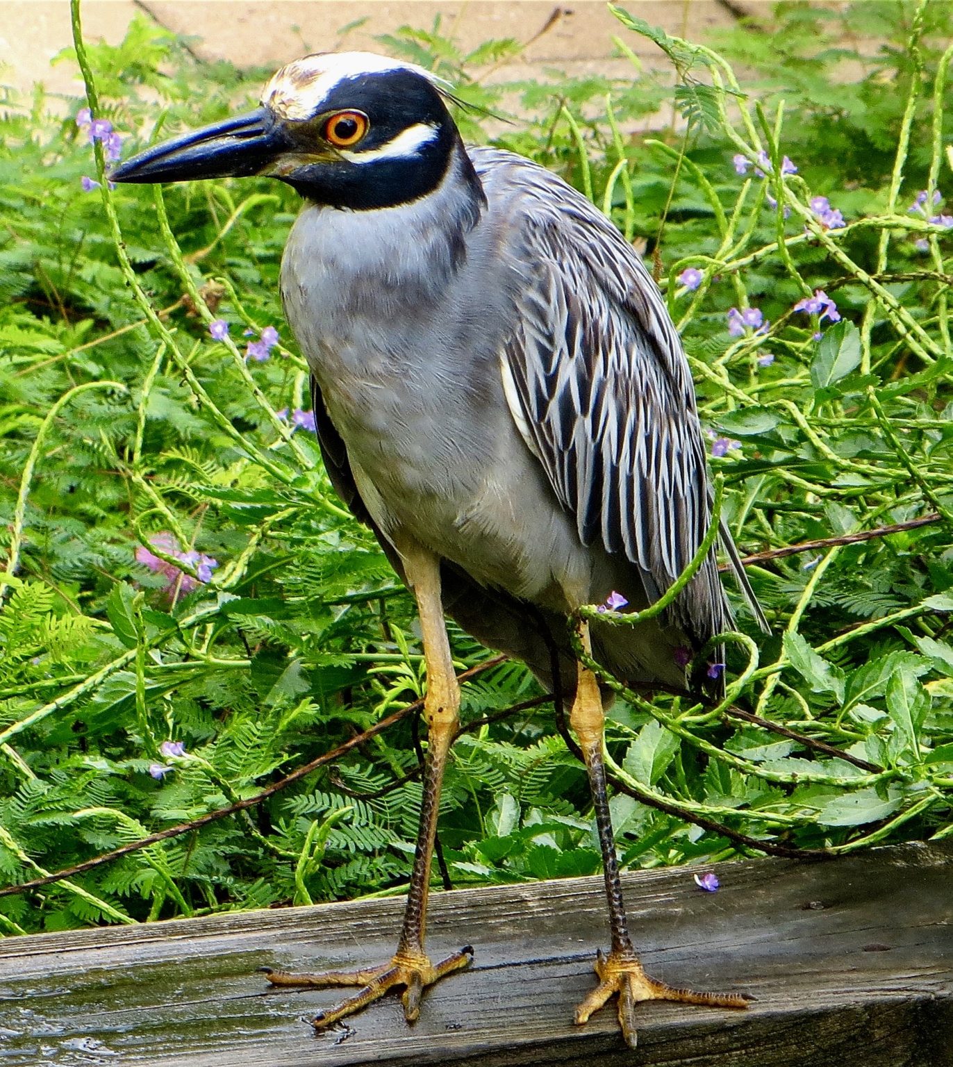 WILDLIFE AT OUR HOME IN ST PETERSBURG, FL – PHIL AND MARGARET SCHAEFFER